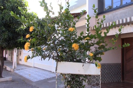 Ixora da Flor Amarela | Notícias de Paramirim e do Mundo