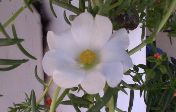 Flor da Onze Horas Branca em vídeo | Notícias de Paramirim e do Mundo