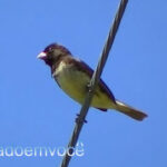 O pássaro Papa-capim cantando solto na natureza